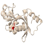 Jentashapir J Cell Mol Biol